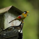 Silver-eared Mesia